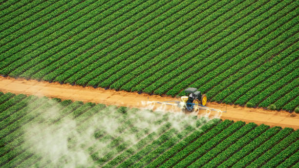 Best Termite Control Services  in Citronelle, AL