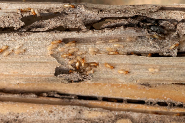  Citronelle, AL Pest Control Pros