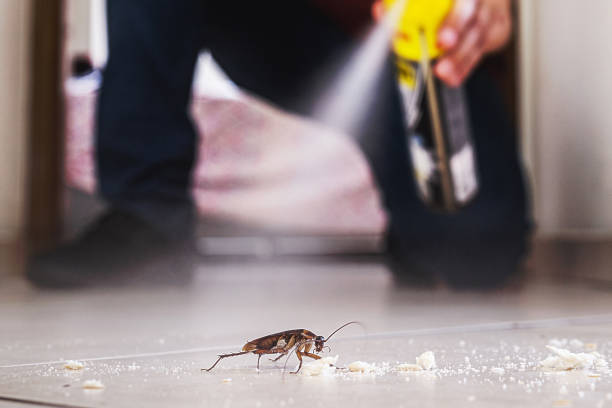 Best Affordable Pest Control Services  in Citronelle, AL